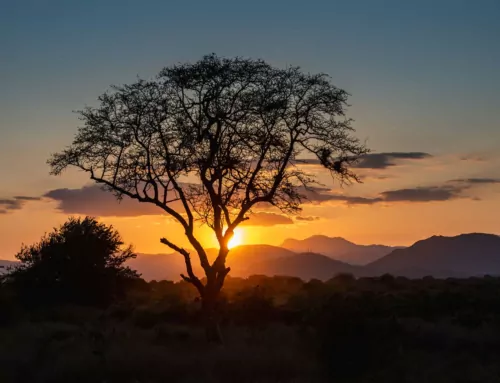 Vacances au Kenya